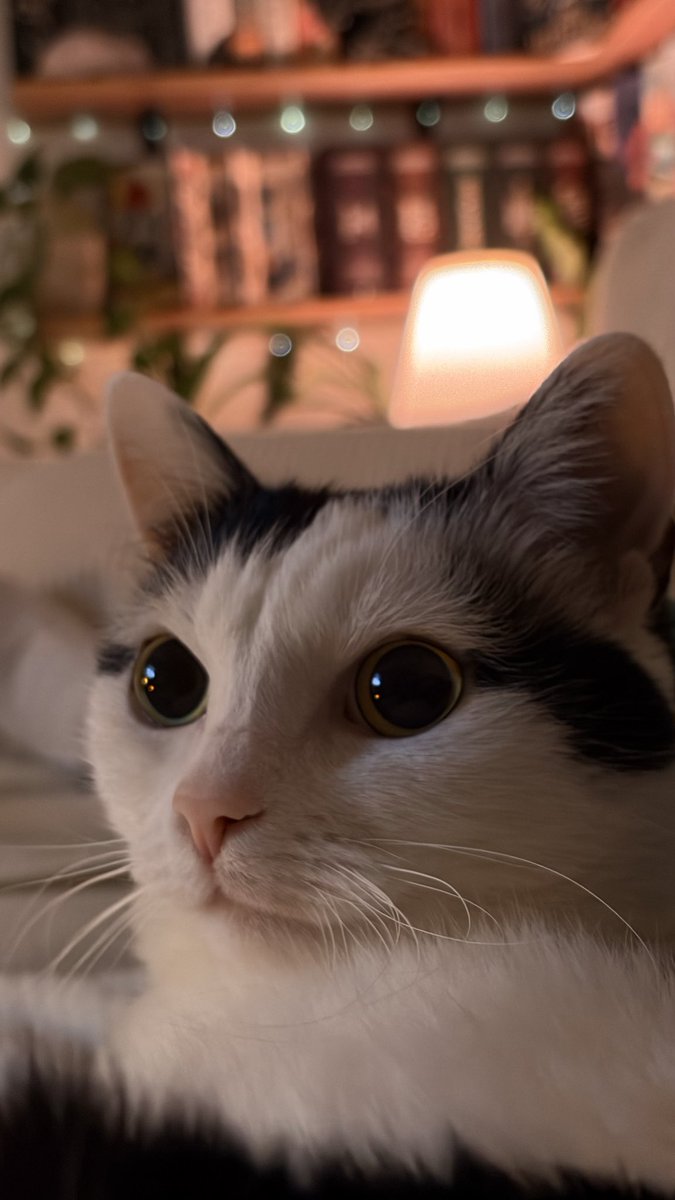 сатаняча м‘ятка 🇺🇦 tweet media