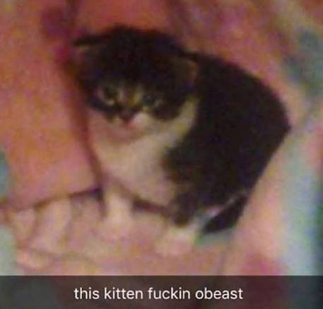 Bee 🐝🐱 | ENVT | Indefinite Hiatus tweet media