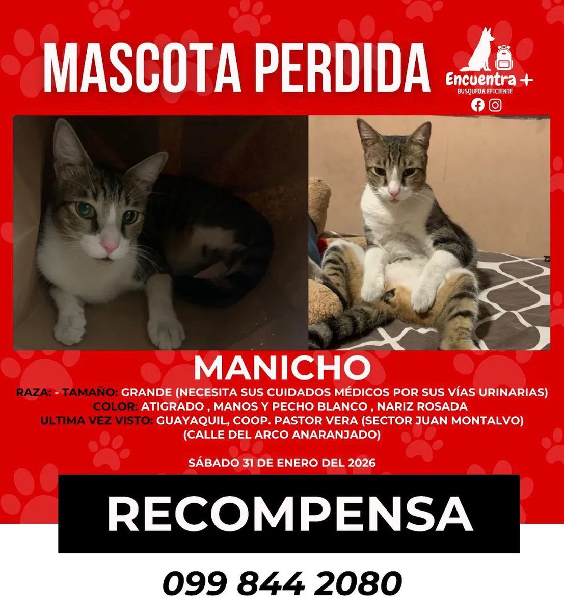 AlertaMePerdi's tweet photo. #PERDIDO #GUAYAQUIL
Nombre: #Manicho
Fecha: 2026-01-31
Sector: Norte, Km 8.5 Vía a Daule Coop. Pastor Vera Mz. 1983
Sexo: Macho
Raza: Mestizo
Observación: Atigrado, pecho y manos blancas, nariz rosada
Contacto: 0998442080
¡Ayúdalo a volver con su familia!
#AlertaMePerdí https://t.co/YOtX9QsrWi
