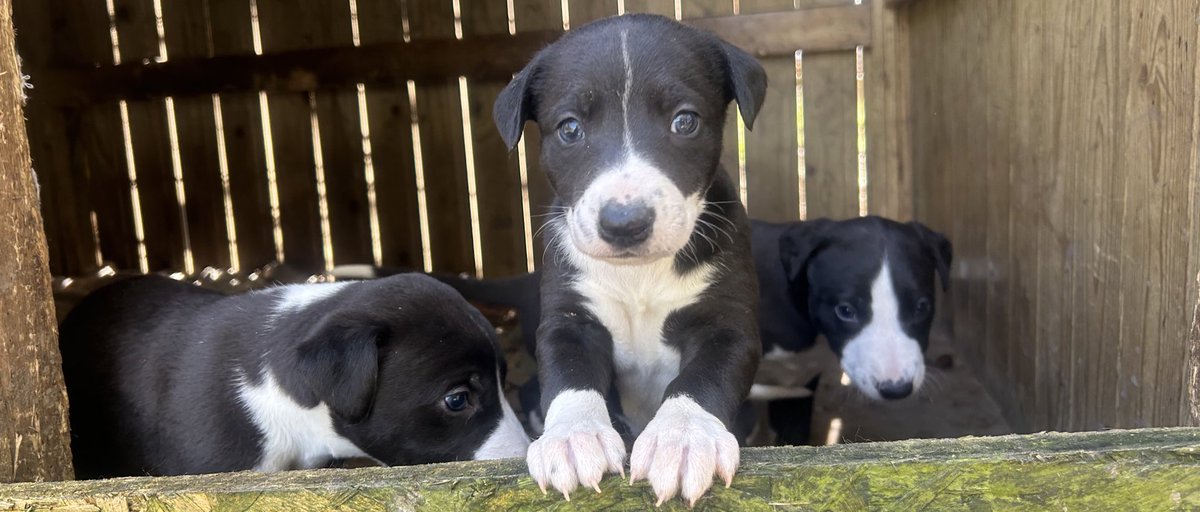 Trio Kennels tweet media