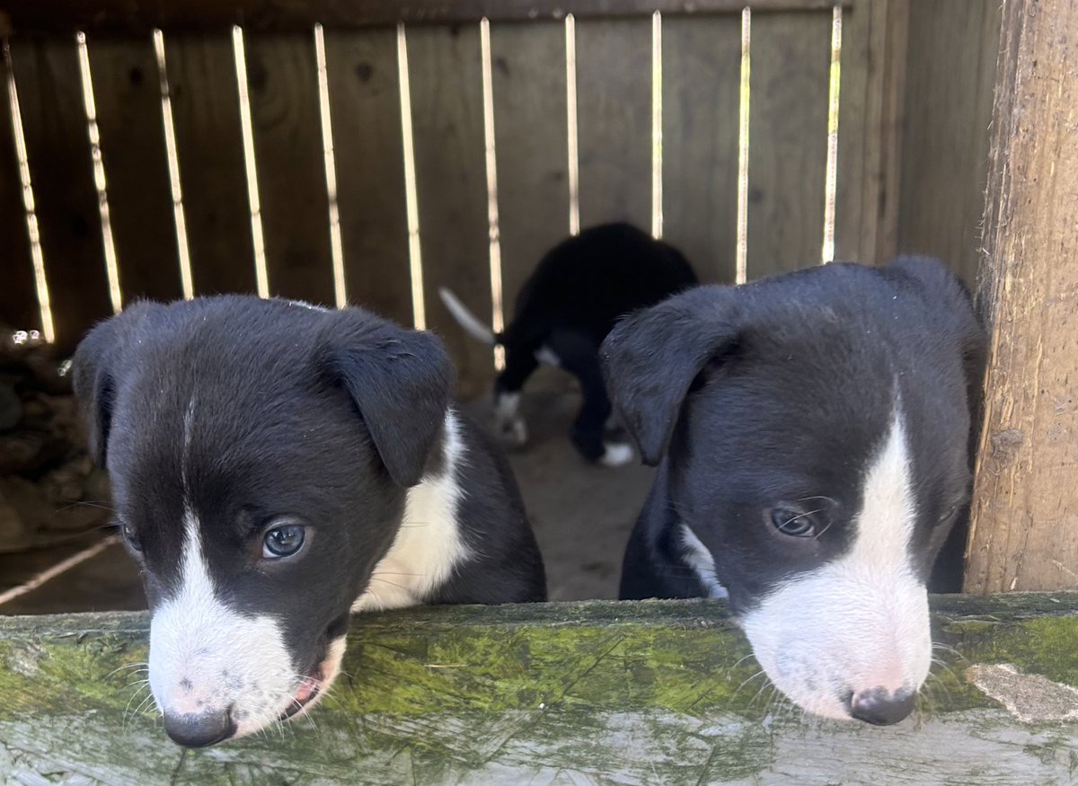 Trio Kennels tweet media