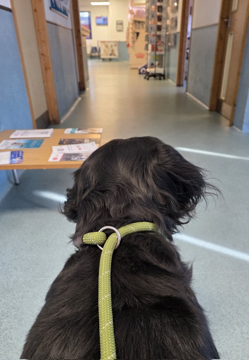 Mrs C's magic settee 🐶🐶🐶🐶🐶🐶🐶🐶🐶🐶🐈‍⬛ tweet media