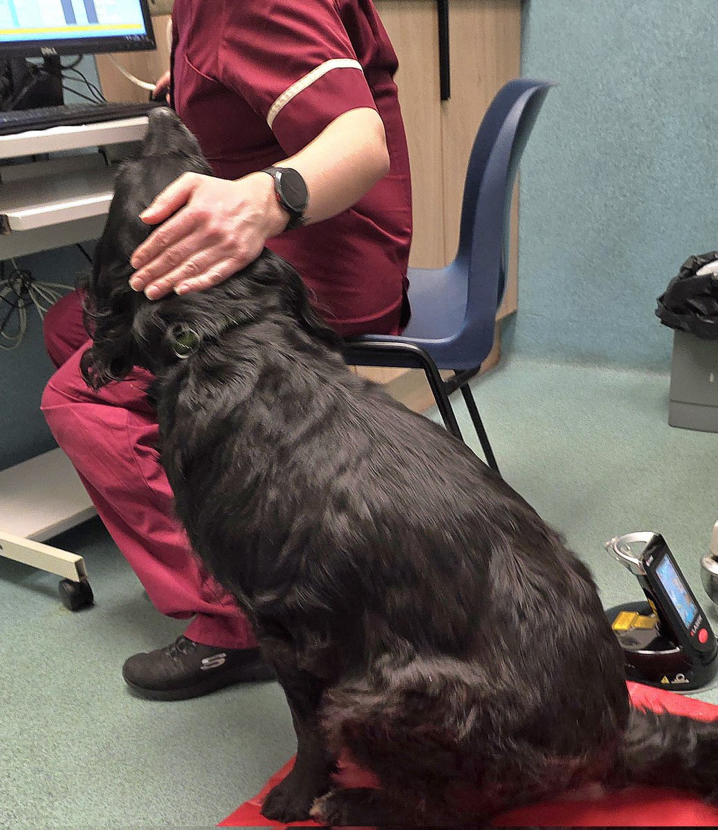 Mrs C's magic settee 🐶🐶🐶🐶🐶🐶🐶🐶🐶🐶🐈‍⬛ tweet media