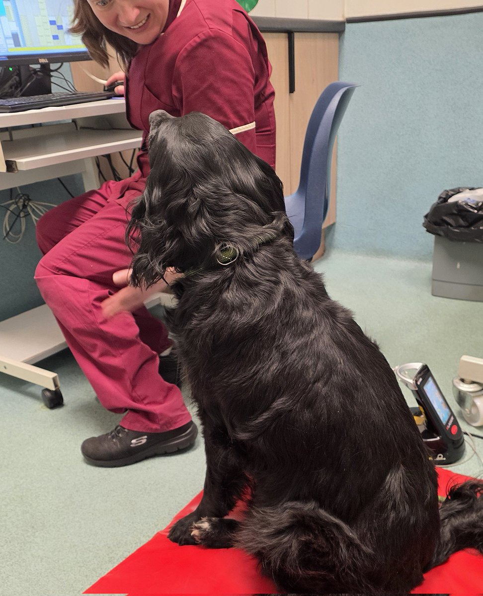 Mrs C's magic settee 🐶🐶🐶🐶🐶🐶🐶🐶🐶🐶🐈‍⬛ tweet media