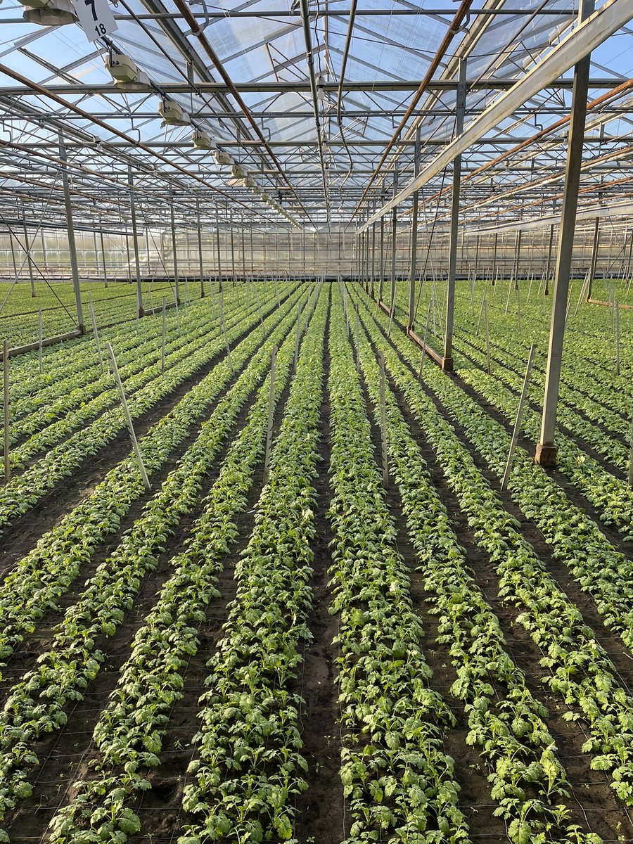 Hans Hendriks tweet media