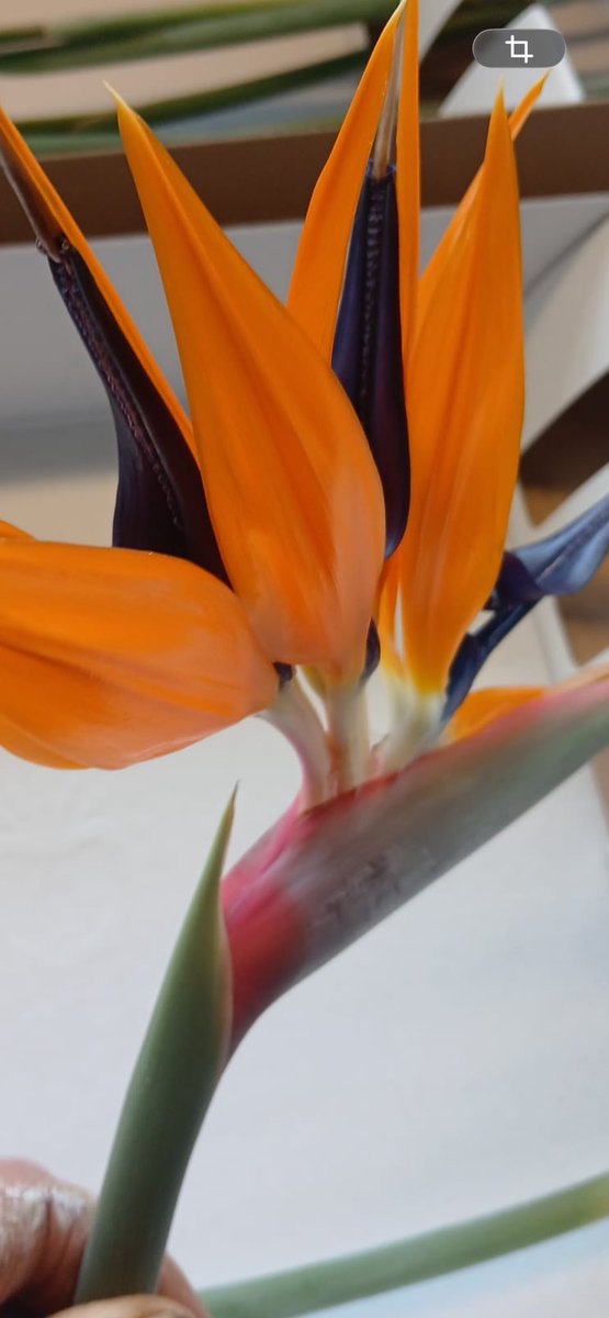 Hans Hendriks tweet media