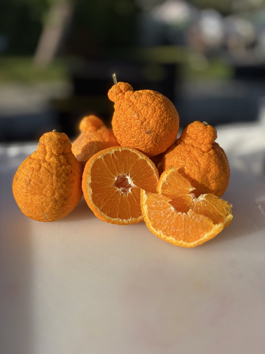 cmcfarlinfamily's tweet photo. Not your average citrus ๐โจ
Our Sumo Citrus brings the perfect balance of bold texture and unbelievably sweet, juicy flavor ๐
Peel it, slice it, snack on it ๐คฉ
However you enjoy it, it never disappoints ๐งก
#McFarlinMindyFarms #SumoCitrus #CitrusLovers #FreshFromTheFarm https://t.co/TEViQXurSl