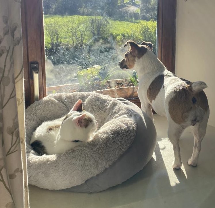 Madcap Spaniels: Max & Menace 🐾 tweet media