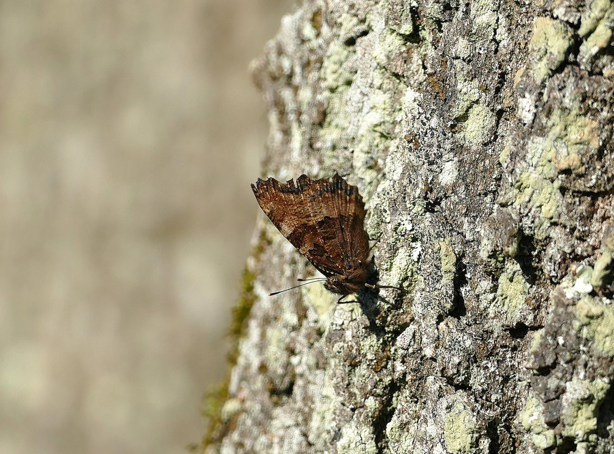 dave brown tweet media