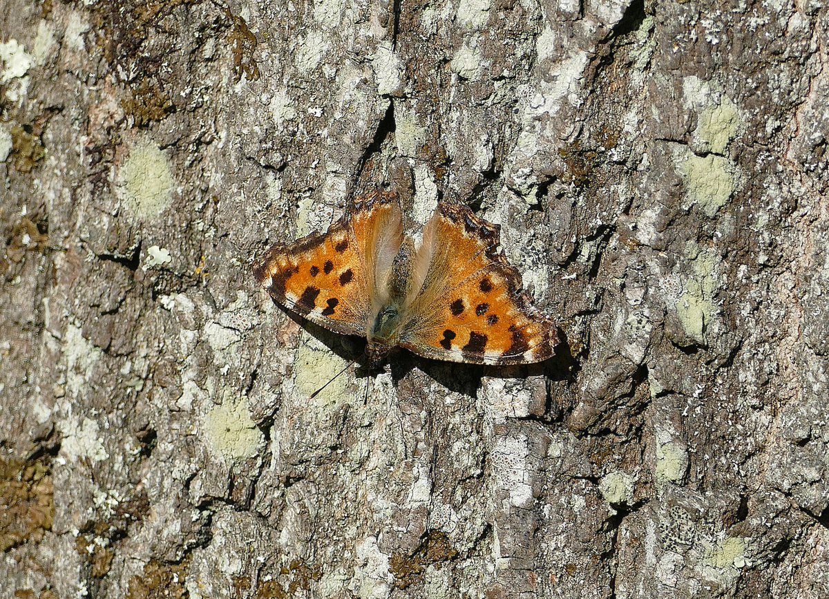 dave brown tweet media