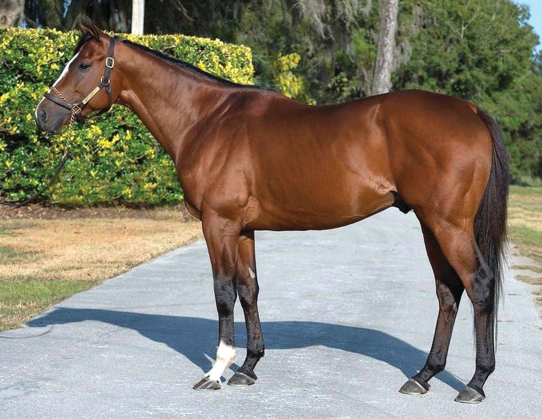 Ponen rumbo a Venezuela los sementales ganadores de Grado 1, GRETZKY THE GREAT (Haras HM y Haras La Celeste) y BODEXPRESS ( Haras Los Caracaros)
<a href="/HLosCaracaros/">Haras Los Caracaros</a> <a href="/UNICRIA/">UNICRIA</a> <a href="/OficialINH/">OFICIAL INH</a> <a href="/GlobalMediaTurf/">Global Media Turf</a> <a href="/HRMaxTV/">HORSE RACING MAX TV</a> <a href="/TeleHipismo/">TeleHipismo</a> <a href="/ThoroDataNet/">ThoroData</a> <a href="/Hipismart/">Hipismart</a>