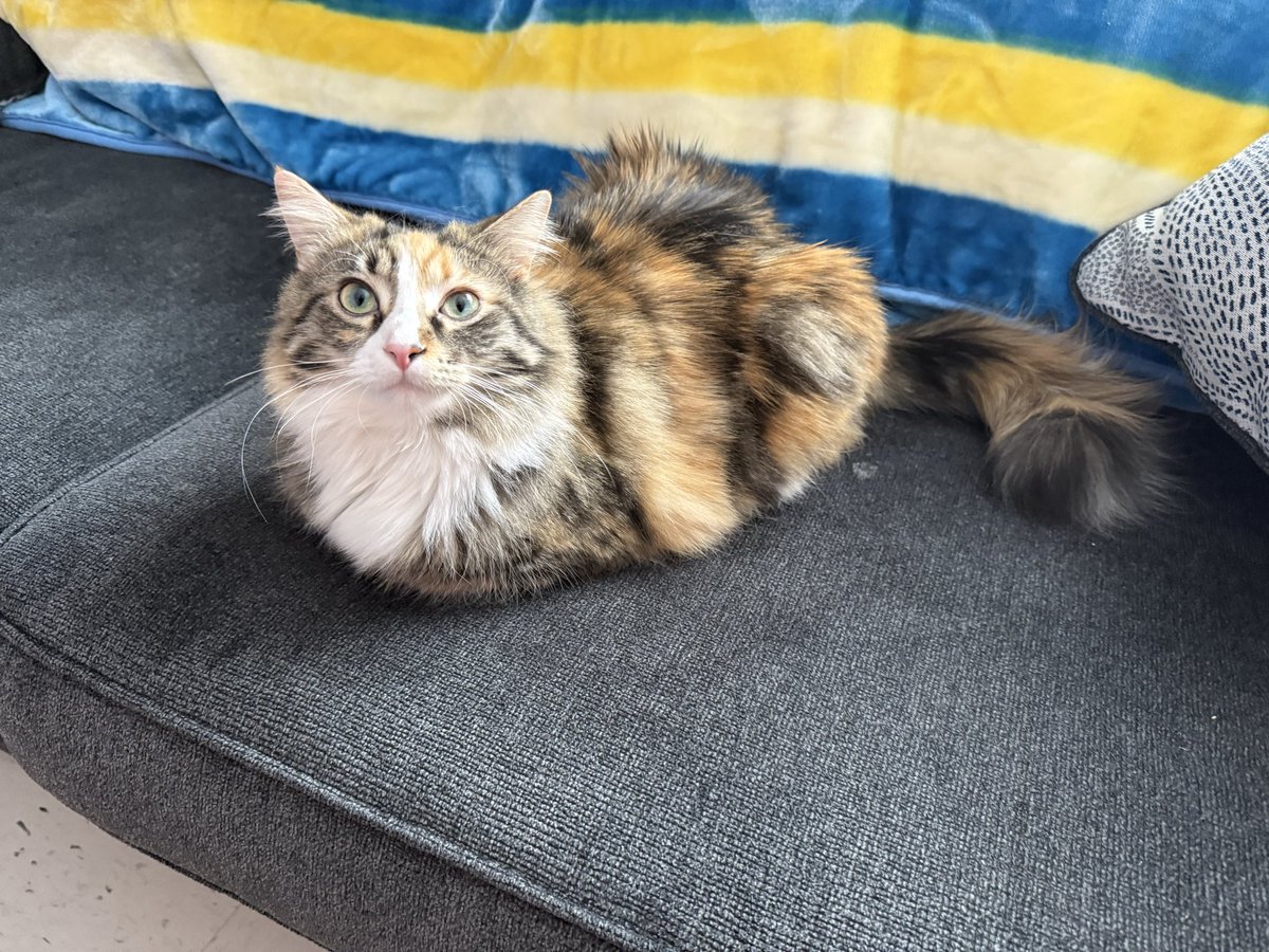 nalabee 🐝🐾 tweet media