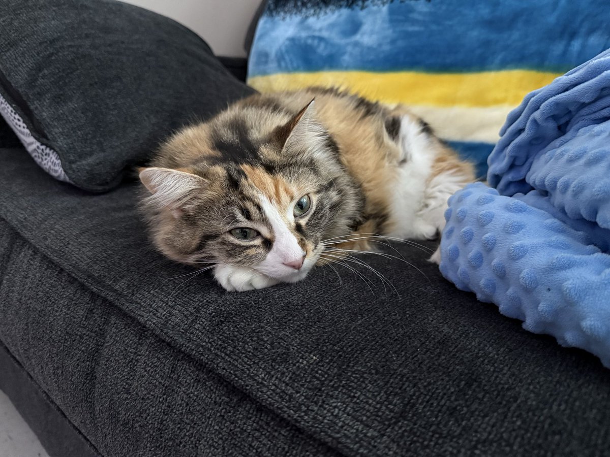 nalabee 🐝🐾 tweet media