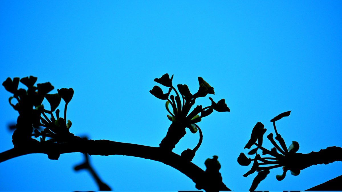 Delphine Besse tweet media