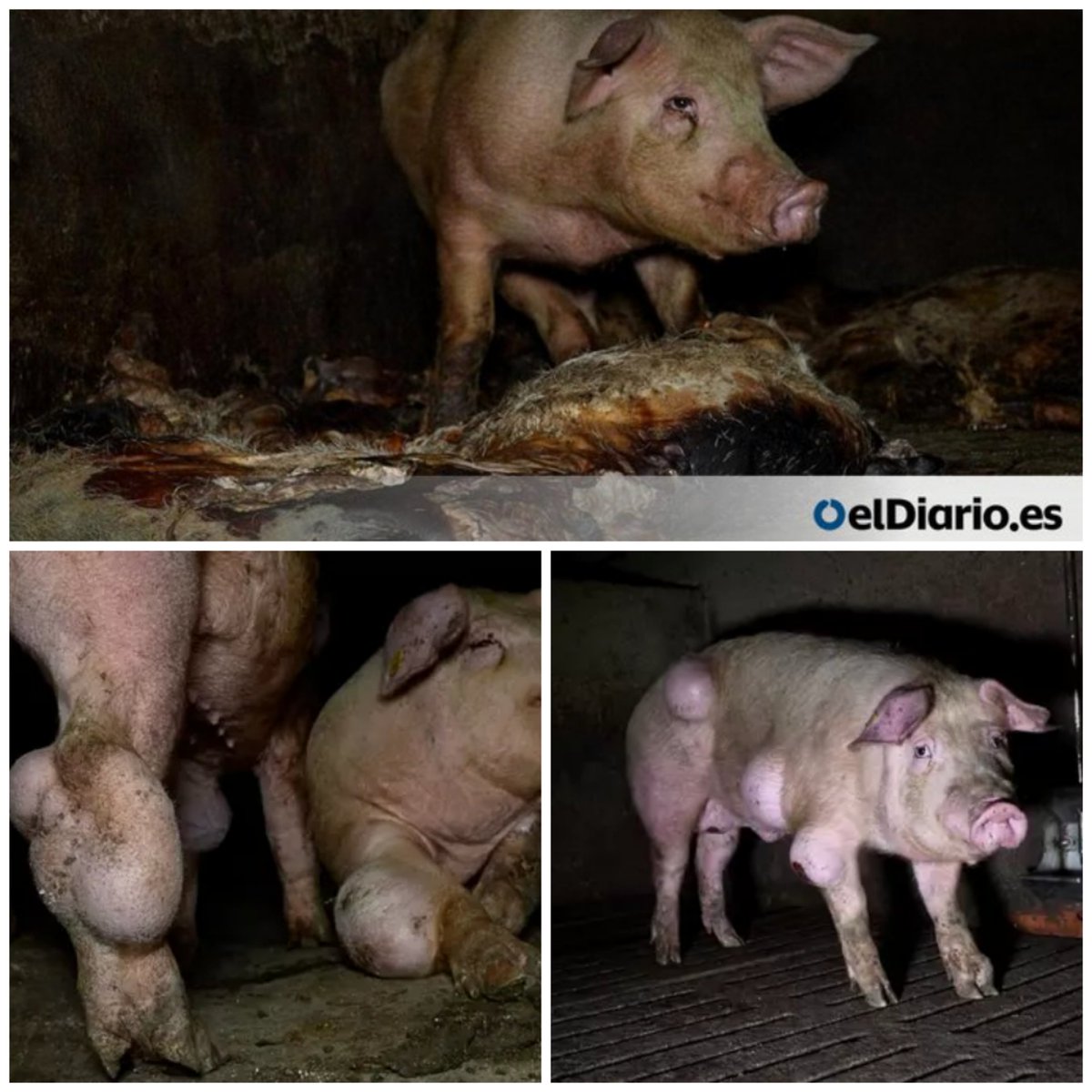 amaregar's tweet photo. GRANJA DE LOS HORRORES
Los animales tienen heridas producidas por canibalismo; cerdos agonizantes sin cuidados veterinarios, muy sucios, con hernias o abscesos. Cadáveres y moscas
#StopMacrogranjas
https://t.co/OdJcnPzhM8 https://t.co/cPZyNuIsyw