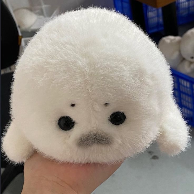 only cute things tweet media