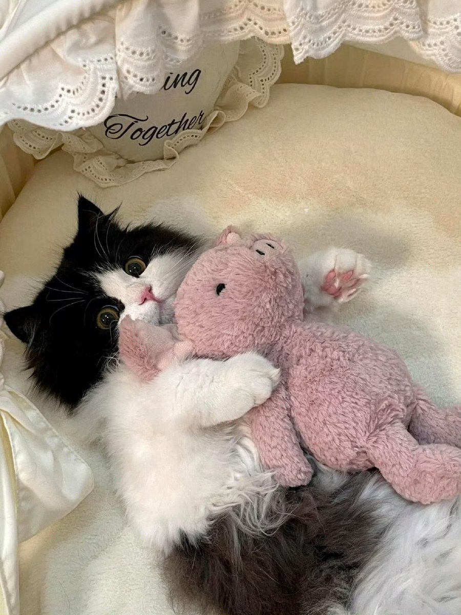 only cute things tweet media