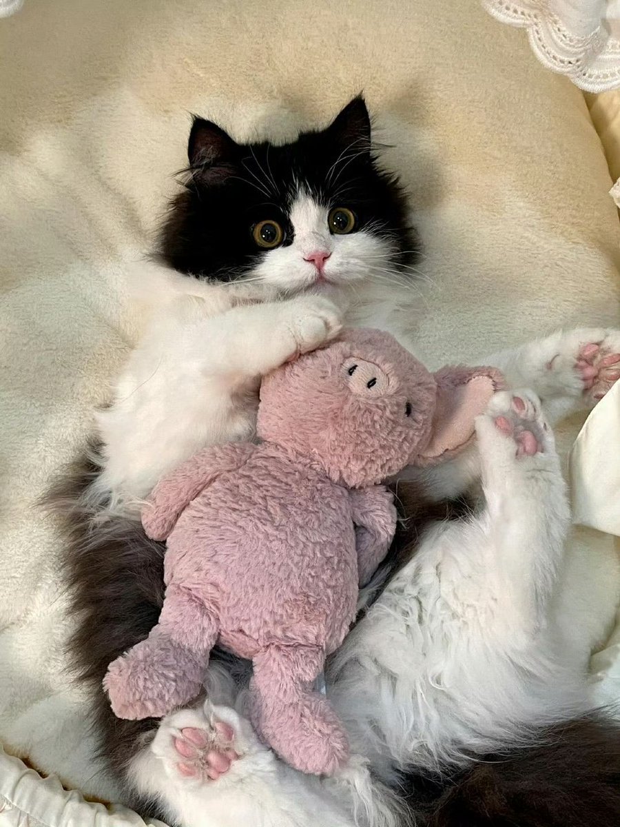 only cute things tweet media