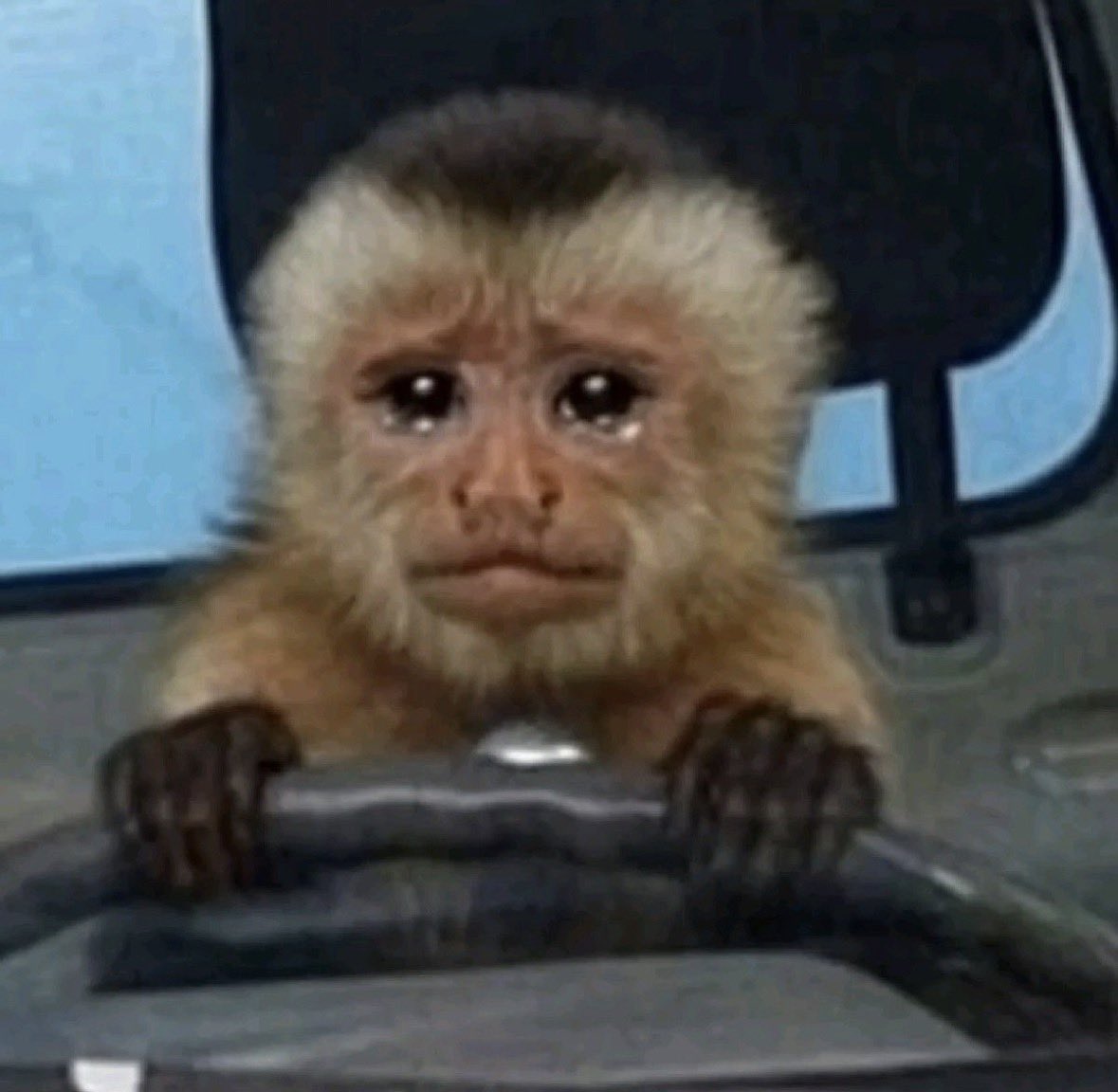 raccoon aesthetic. tweet media