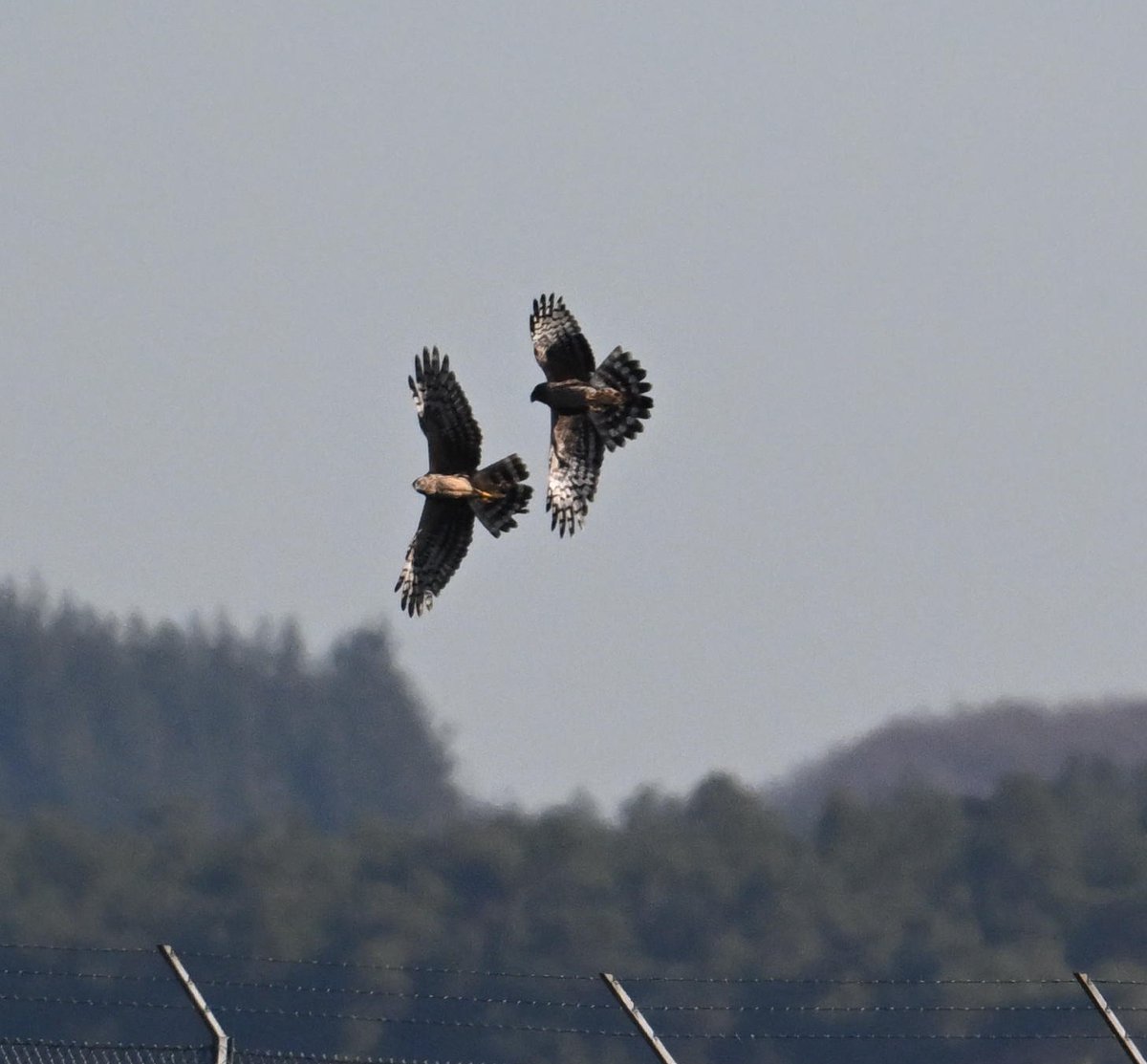 Ben Koks tweet media