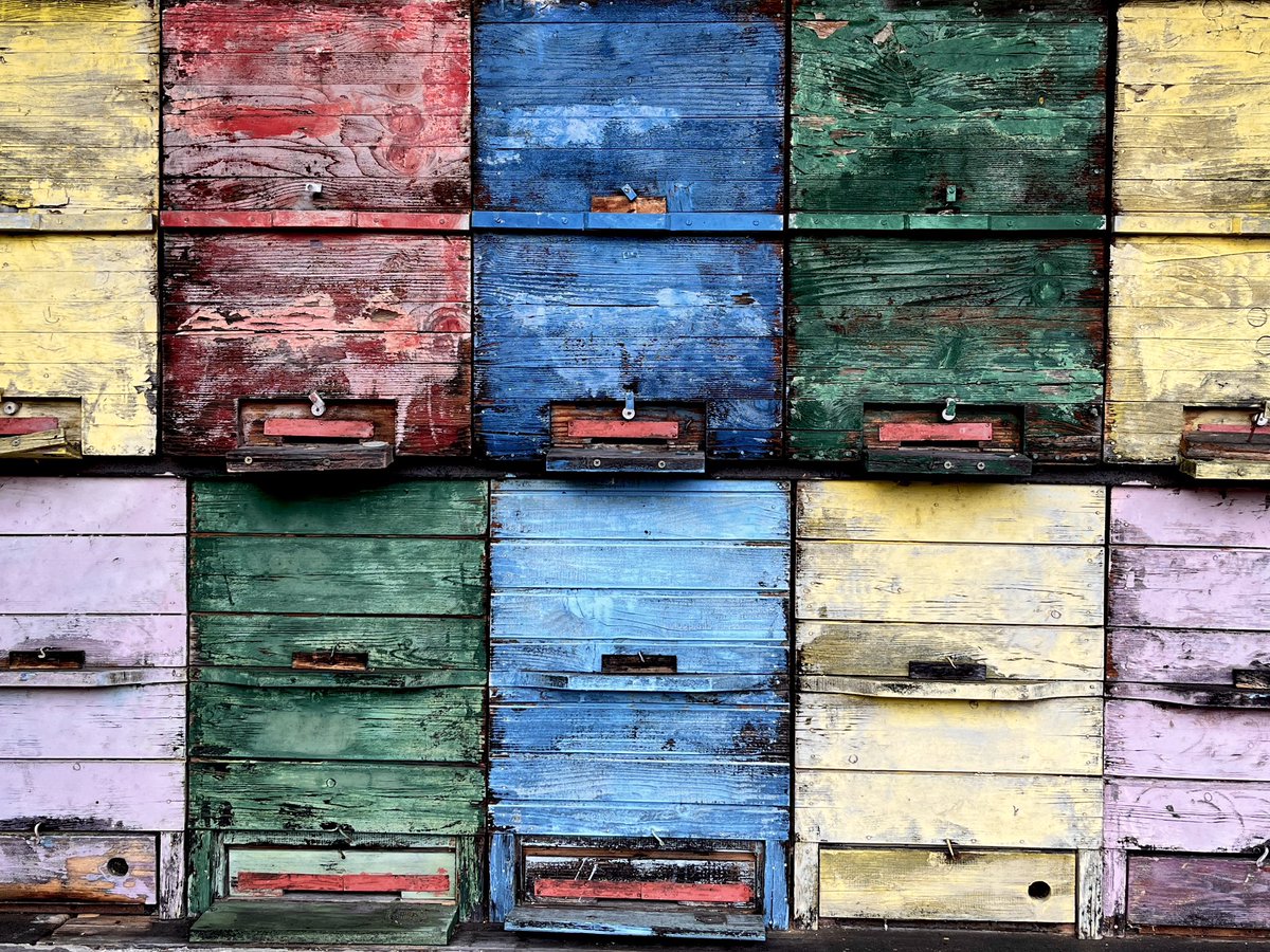 Čebelice. 🧡🖤🧡🖤