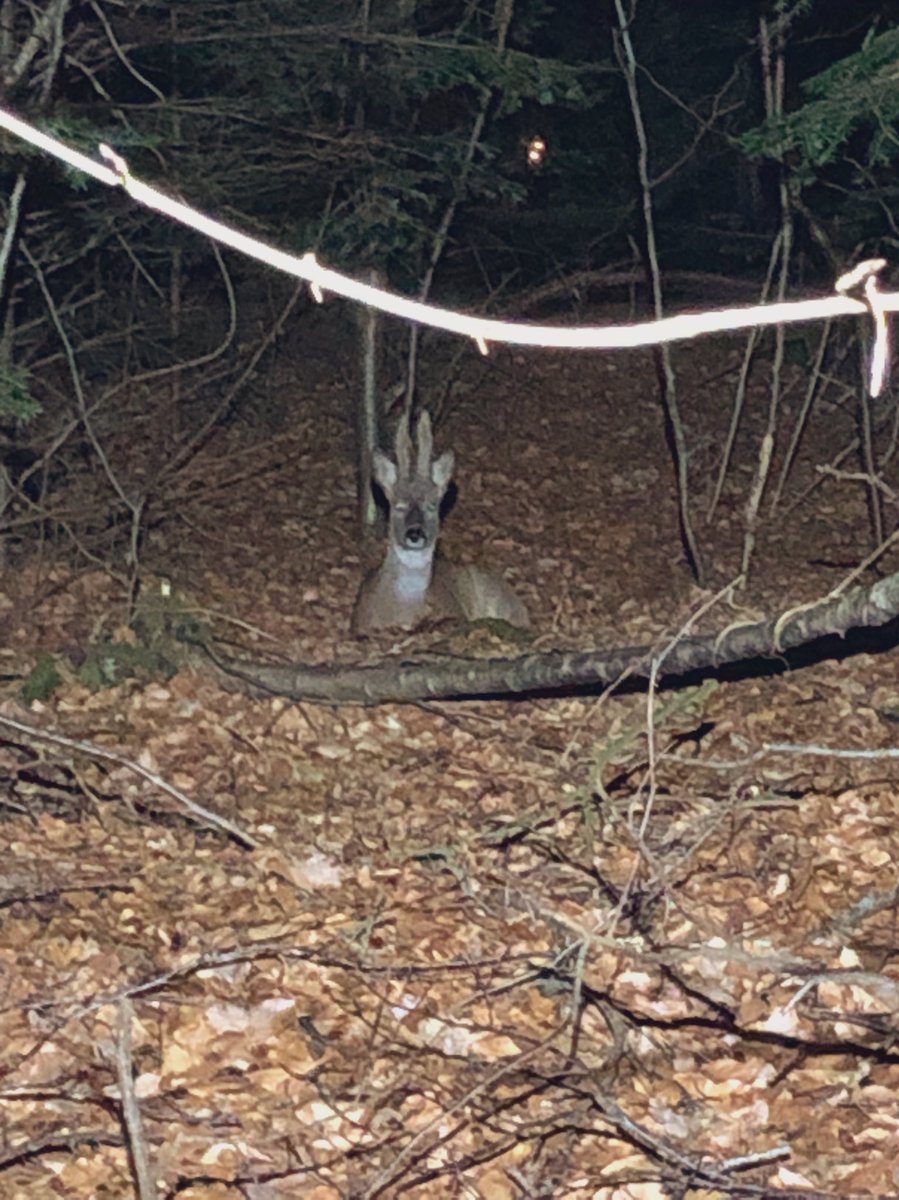 Guitarg3ek's tweet photo. 🦌 https://t.co/yHVK5p8wgh