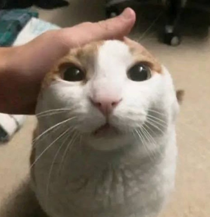 ☆ octo ☆ tweet media