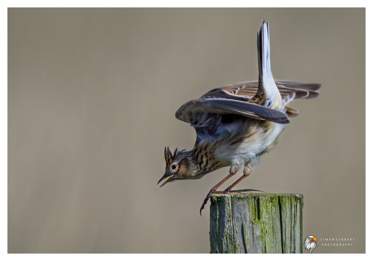 𝙎𝙞𝙢𝙤𝙣 𝙎𝙩𝙤𝙗𝙖𝙧𝙩 🦆🦉🦊 tweet media