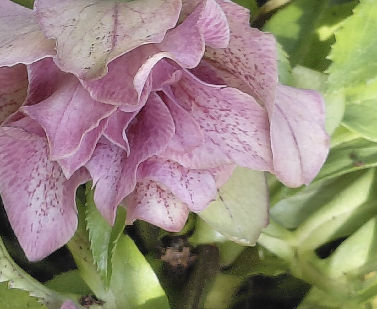 AntheaJames3's tweet photo. An early #GoodnightTweeHearts another of my #HelloAmber  Bargain Hellebores and looks different from the other one 🤔. I love it though 🥰🌸 Sweet dreams #TwitterXFriends https://t.co/Clpbxu5gRZ