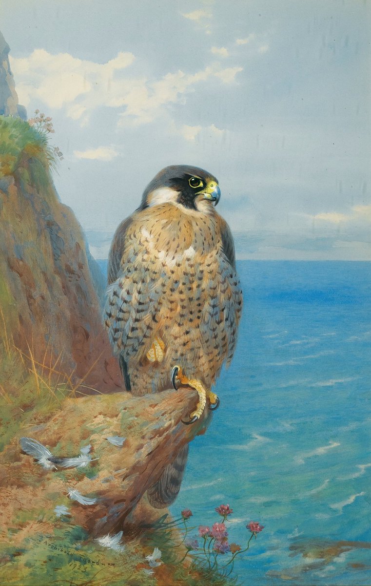 cartographer_s's tweet photo. Peregrine At Auchencairn - Archibald Thorburn, 1923 https://t.co/S1uyHxfcWO