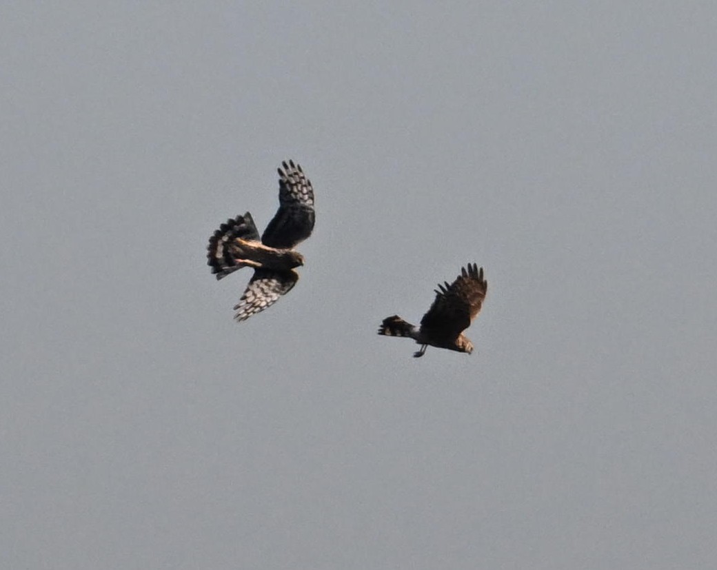 Ben Koks tweet media