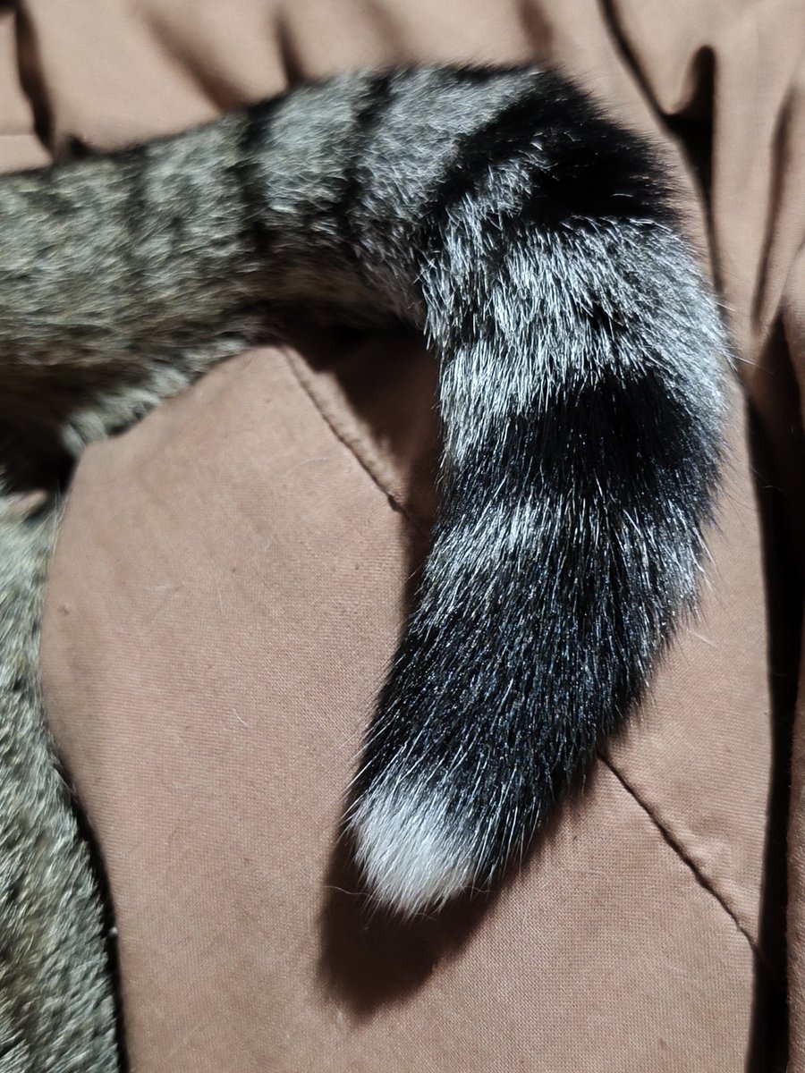 Ari Mau Botero tweet media