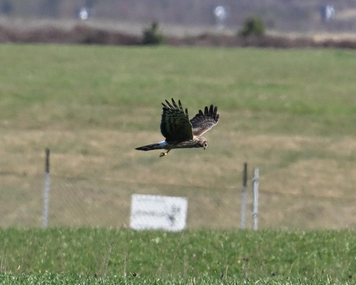 Ben Koks tweet media