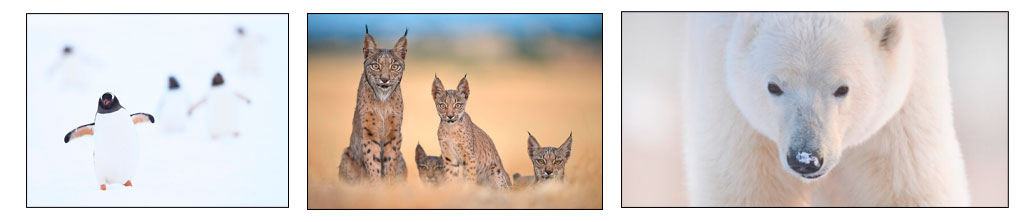 Foto Ruano tweet media