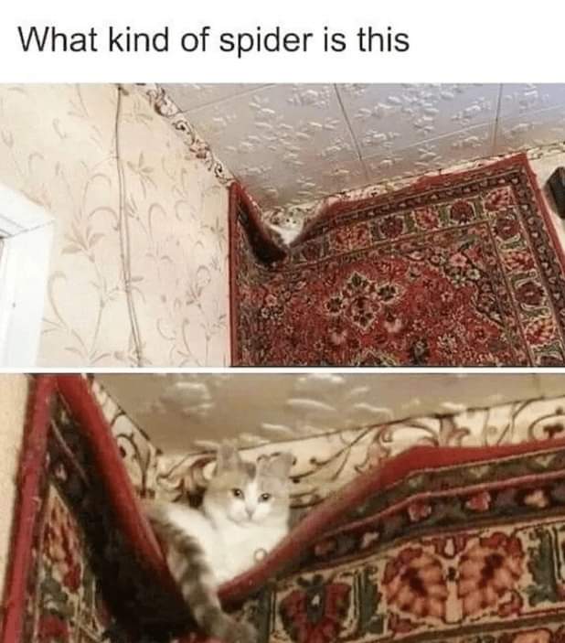 WholesomeMemes tweet media