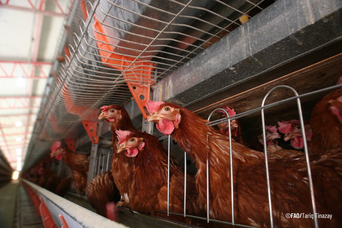 FAO Américas tweet media