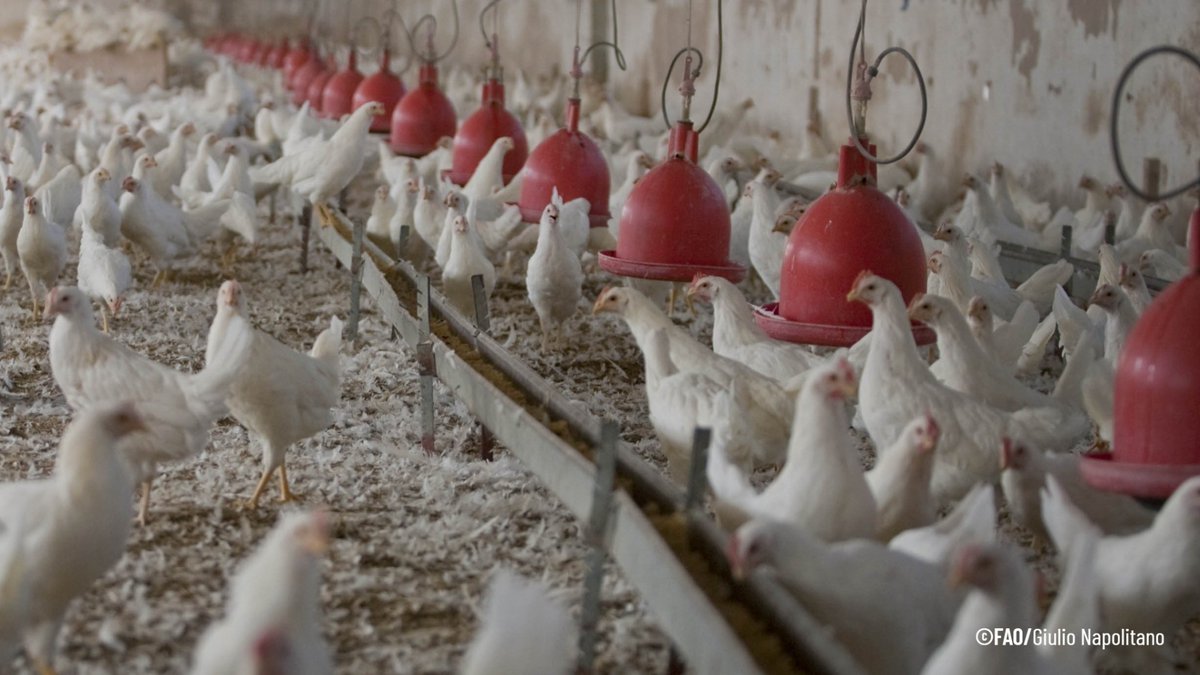 FAO Américas tweet media