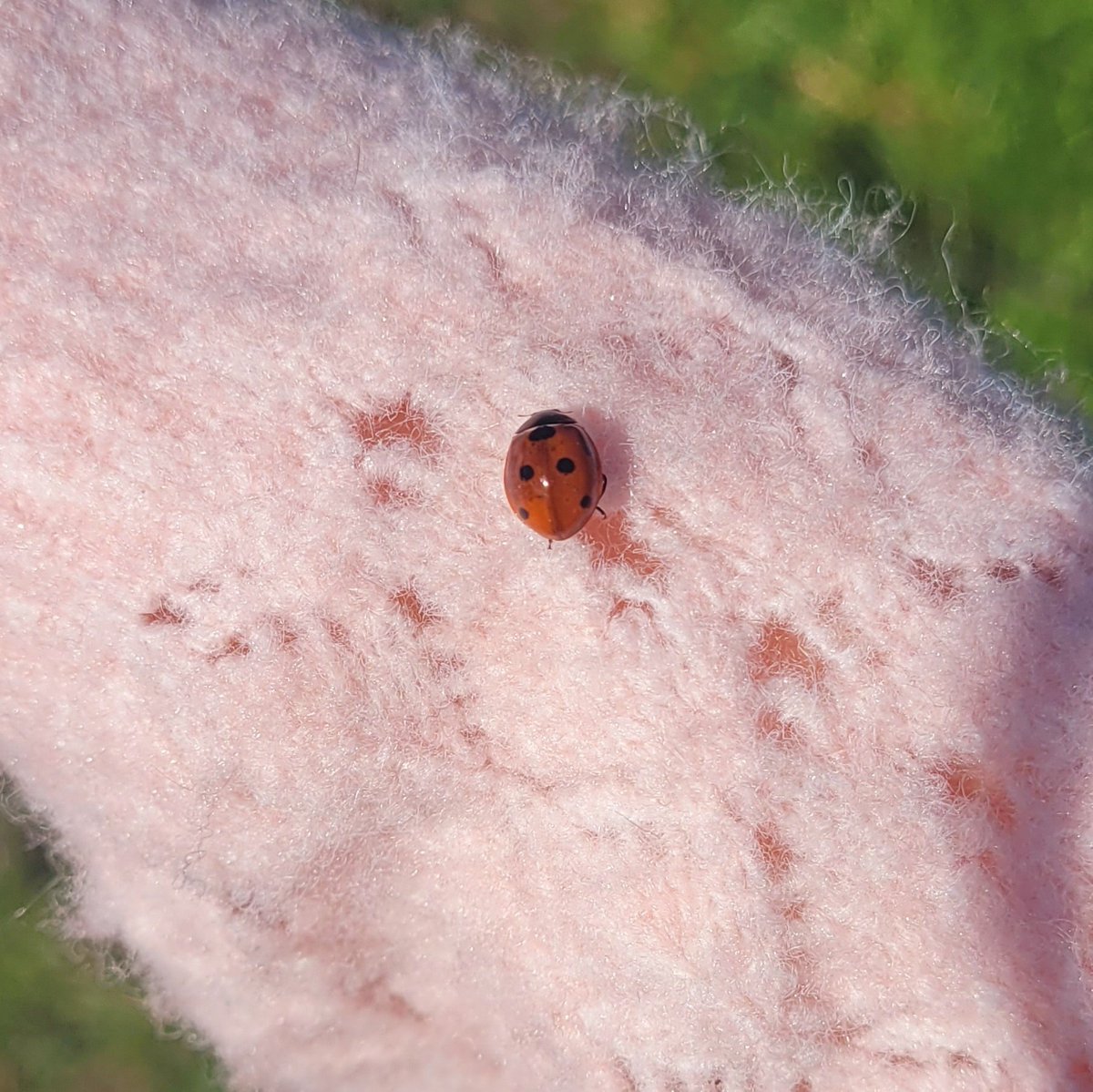 ˖*🪱⸰ ࣪peace ࣭ tweet media