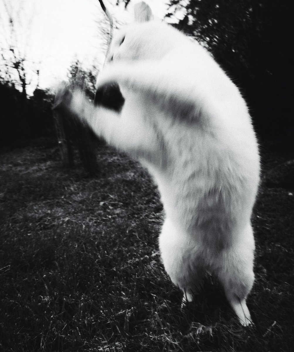 TribeOfMa's tweet image. Good Evening, #cats and significant others 🤞 🌃🐾✨ #blackcats #straycats #AdoptDontShop tribeofma.carrd.co ✌️ 🐾