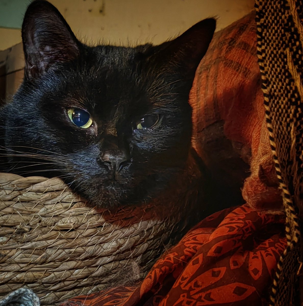 TribeOfMa's tweet image. Good Evening, #cats and significant others 🤞 🌃🐾✨ #blackcats #straycats #AdoptDontShop tribeofma.carrd.co ✌️ 🐾