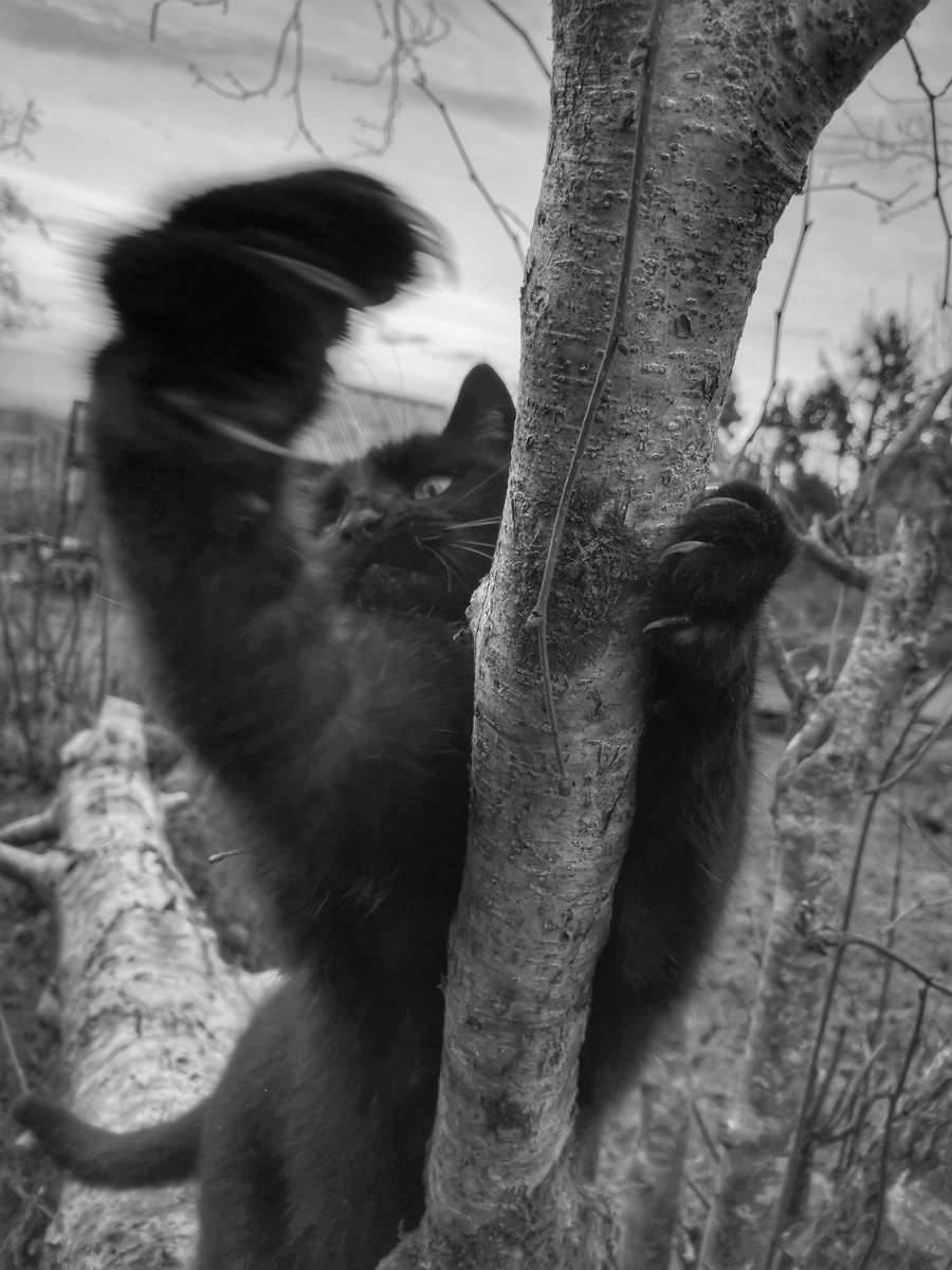 TribeOfMa's tweet image. Good Evening, #cats and significant others 🤞 🌃🐾✨ #blackcats #straycats #AdoptDontShop tribeofma.carrd.co ✌️ 🐾