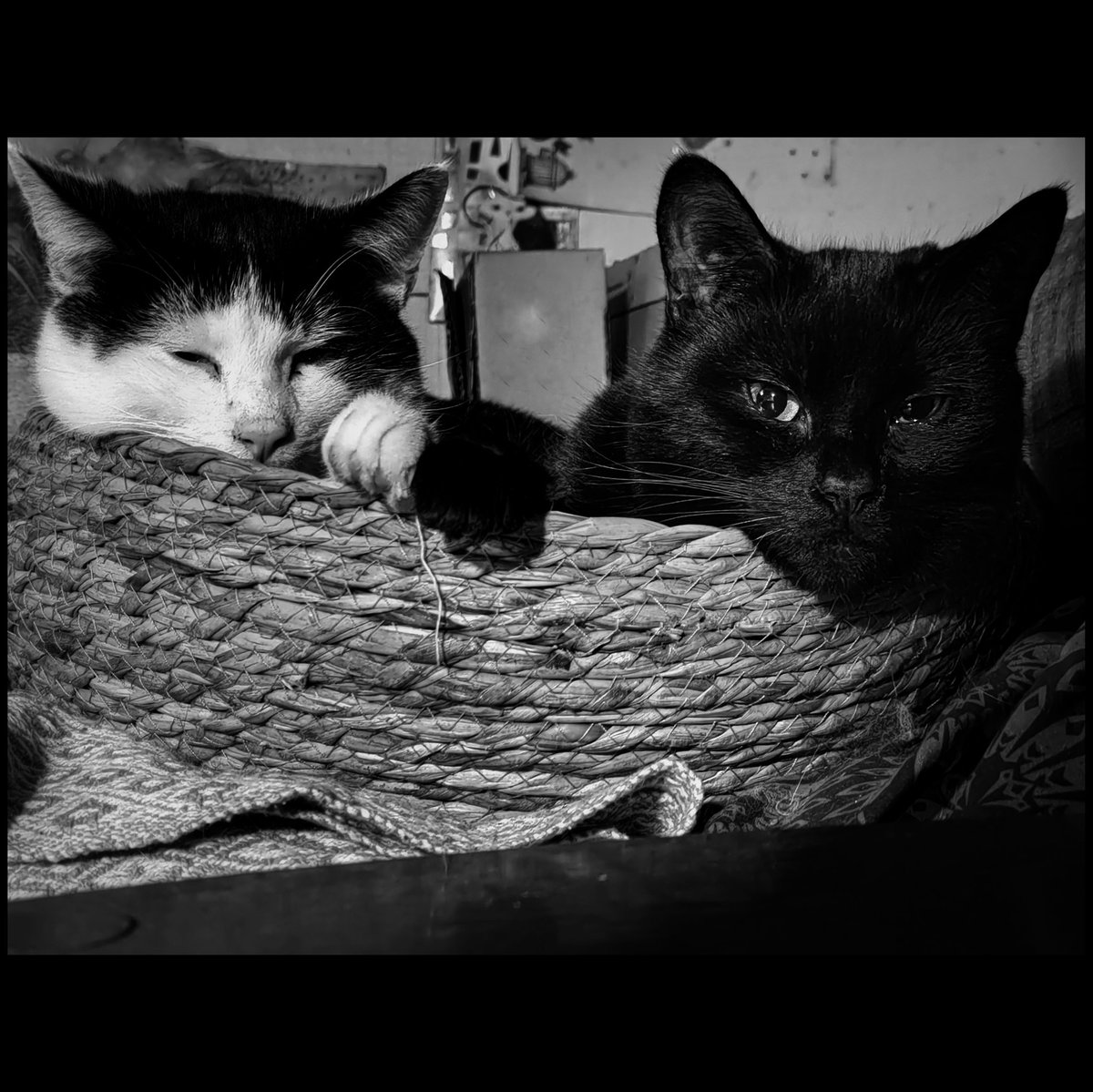 TribeOfMa's tweet image. Good Evening, #cats and significant others 🤞 🌃🐾✨ #blackcats #straycats #AdoptDontShop tribeofma.carrd.co ✌️ 🐾