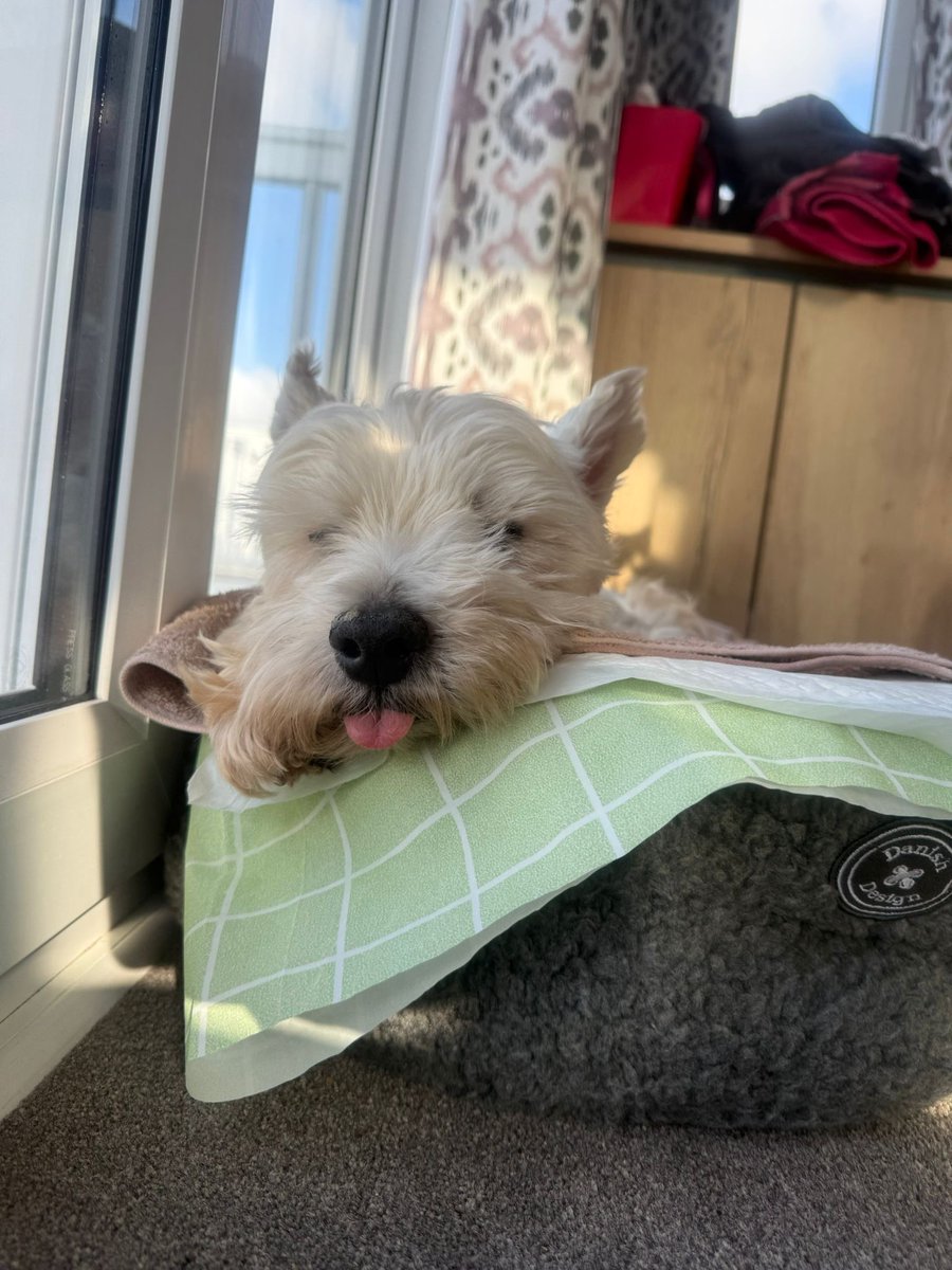 John Dickenson (The Dicko😎) tweet media