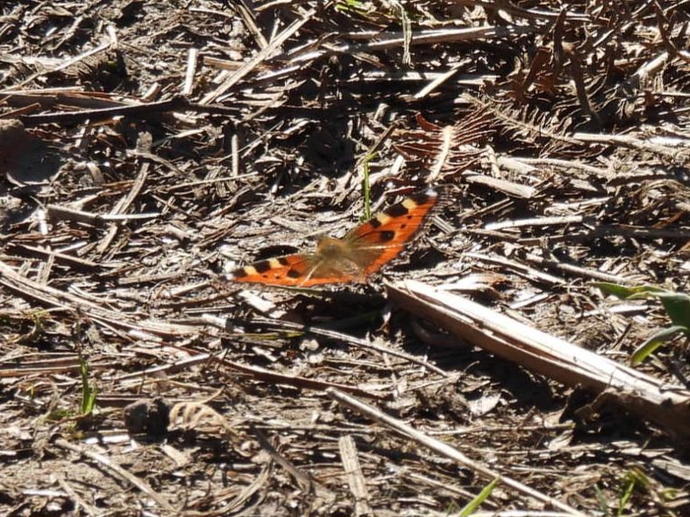 Mark Clements tweet media