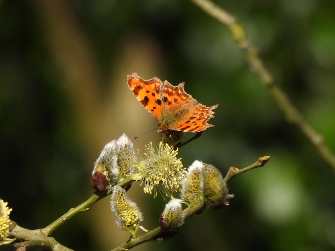 Mark Clements tweet media