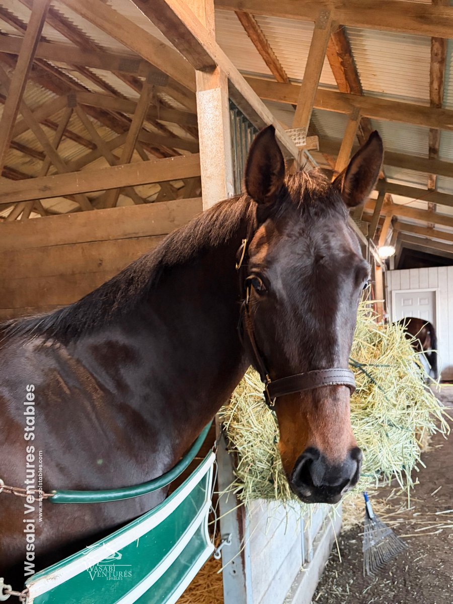 WV Stables tweet media