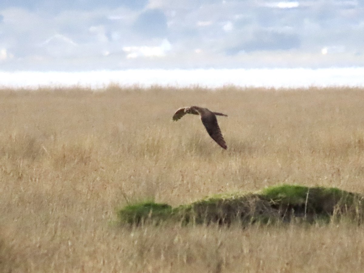 Frank Ryan tweet media