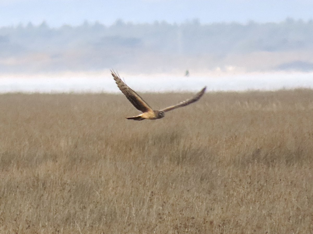 Frank Ryan tweet media