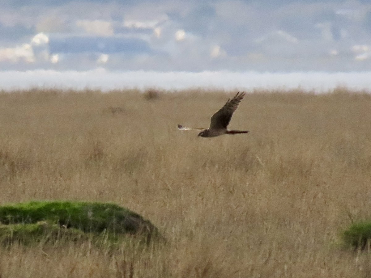 Frank Ryan tweet media