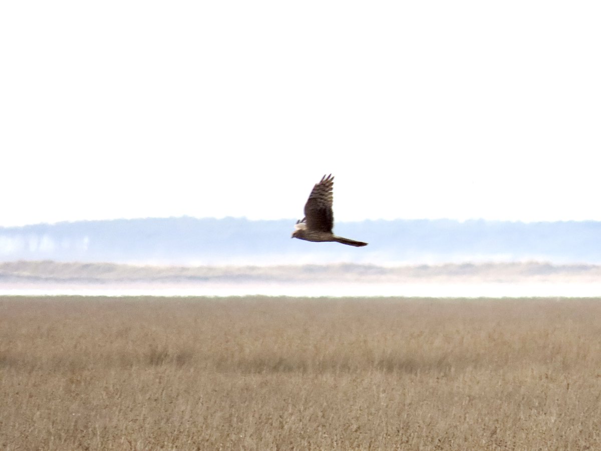 Frank Ryan tweet media